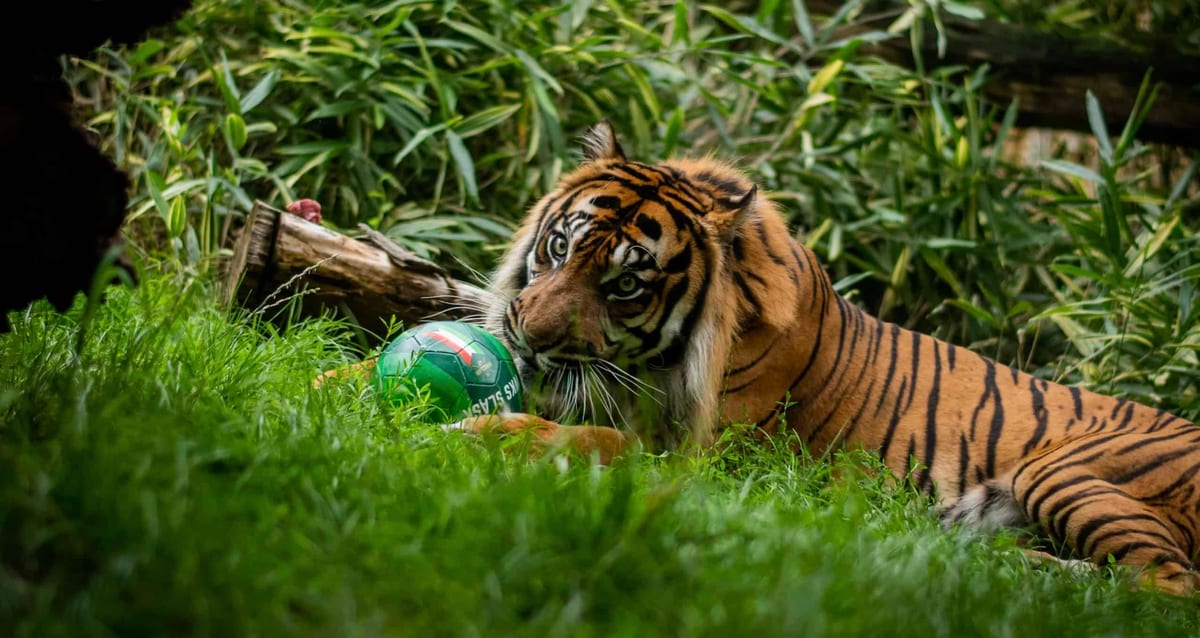 Śląsk Wrocław i wrocławskie zoo w akcji na rzecz zagrożonych zwierząt